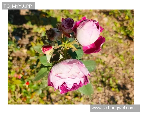 花卉种植技巧全解析 提升绿植生长质量和观赏价值的实用方法